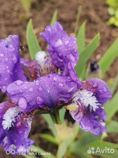 Ирис карликовый и высокие