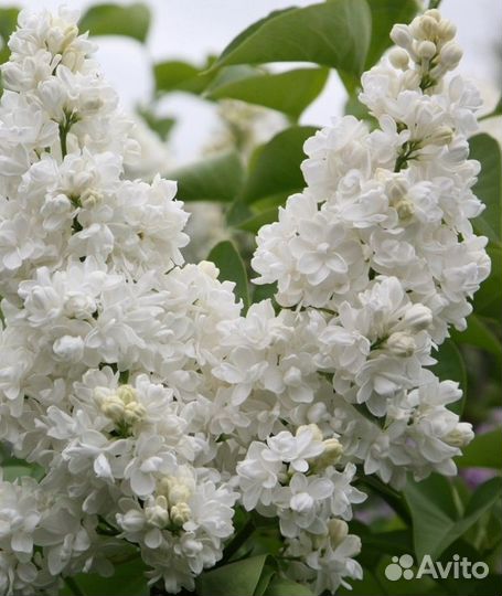 Сирень Привитая