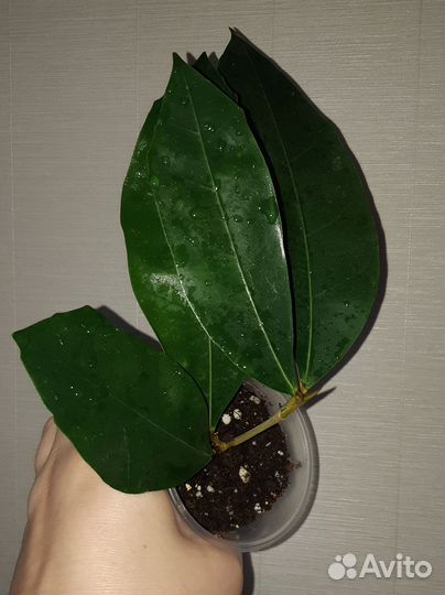 Фикус Горбатый