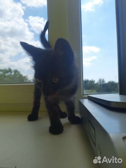 Отдам котенка в добрые руки