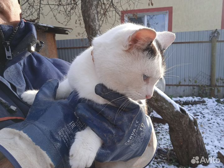 Кошка кот с доставкой