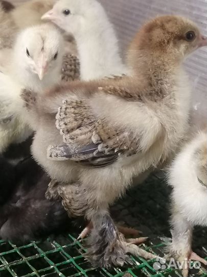 Цыплята, утята, гусята, индюшата