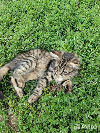 Отдам бесплатно