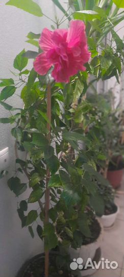 Фикус, Роза