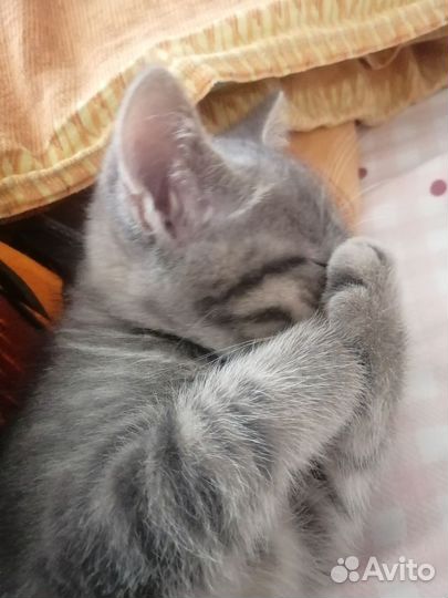 Отдам котенка