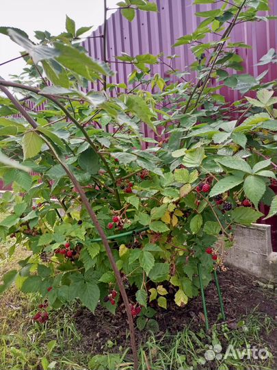 Ежемалина бесшипая