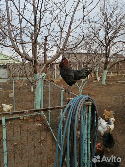 Петух молодой 2024 года