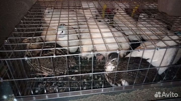 Яйца перепелиные