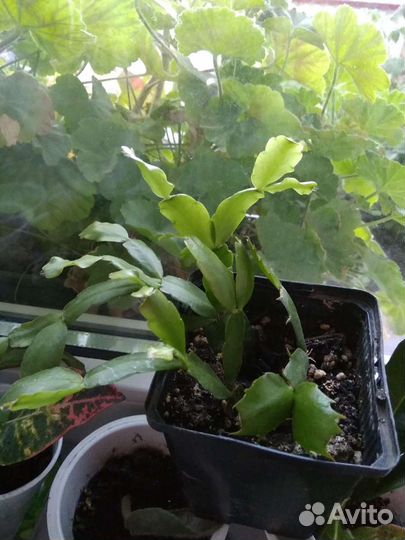 Декабрист шлюмбергера