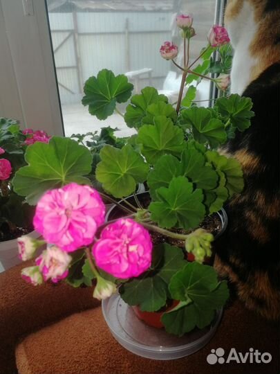 Пеларгония сортовая