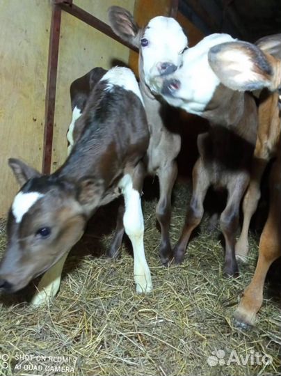 Телята бычки тёлки доставка бесплатно