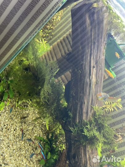 Украшение для аквариума. Коряга