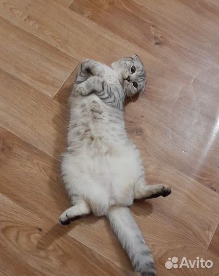 Домашние животные котята