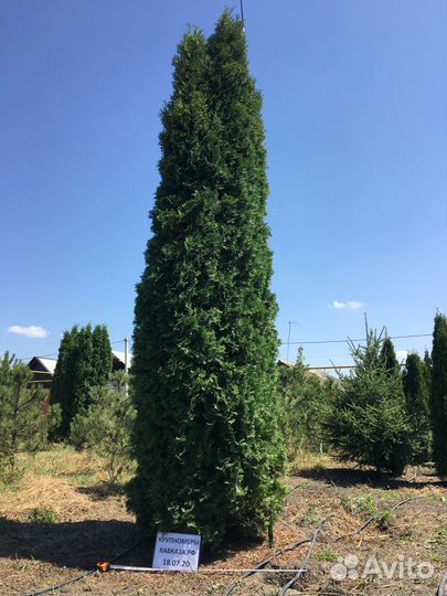 Туя, крупномер