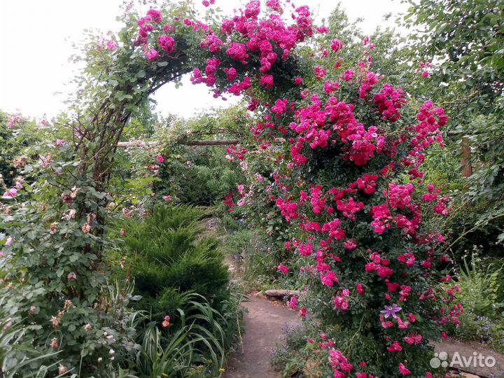 Кустарники и др садовые растения