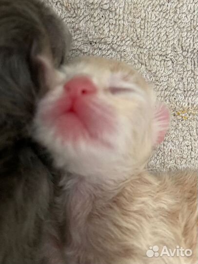 Маленькие котята