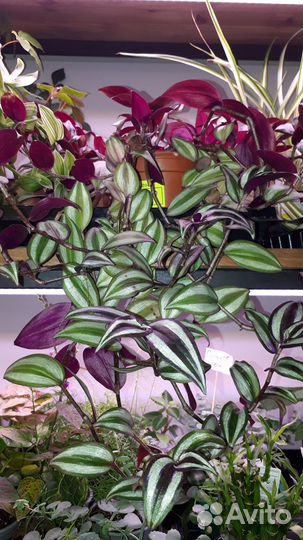 Традесканция зебрина