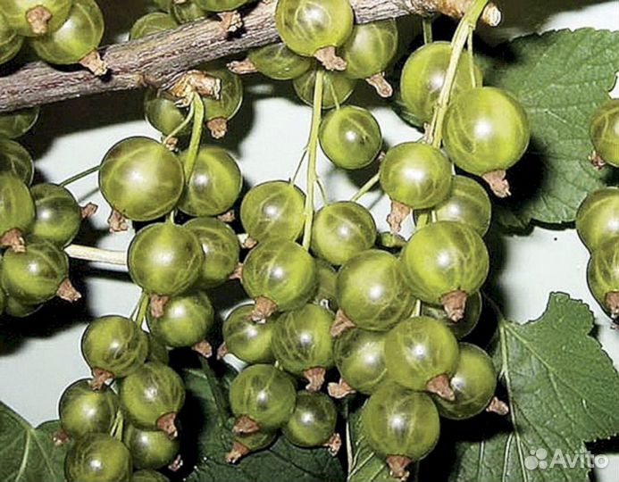 Саженцы зеленой смородины Изумрудное ожерелье