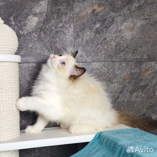 Boston, рэгдолл с документами