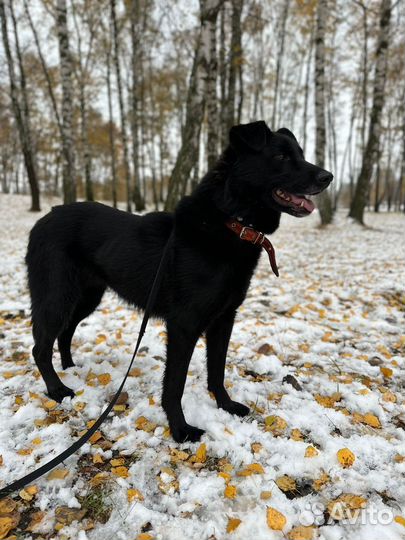 Собака Лиз в добрые руки