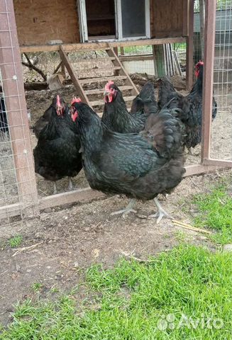 Цыплята - микс