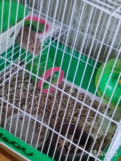 Хомяки вместе с клеткой
