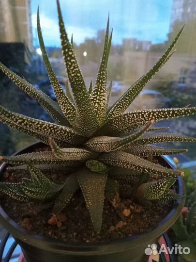 Хавортия жемчужная, саккулент