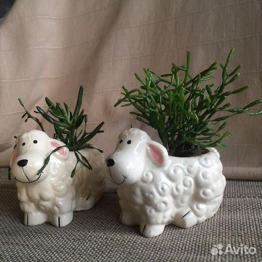 Красула толстянка бонсай