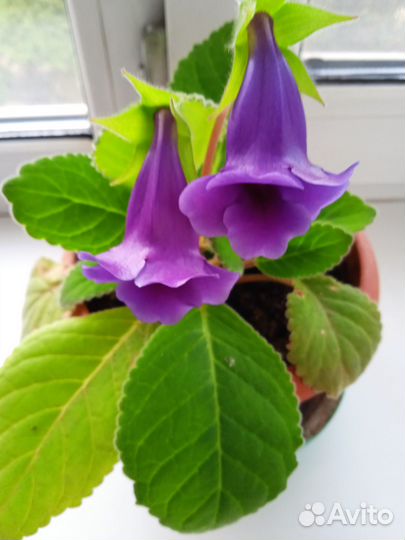 Комнатные цветы