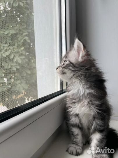 Мейн-кун девочка