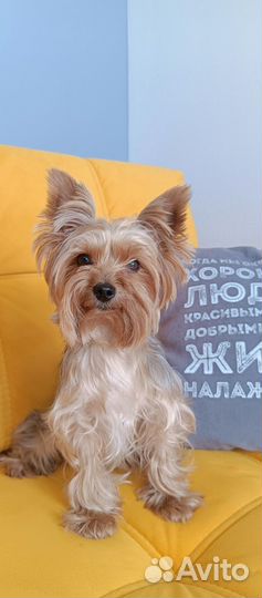 Передержка собак в домашних условиях