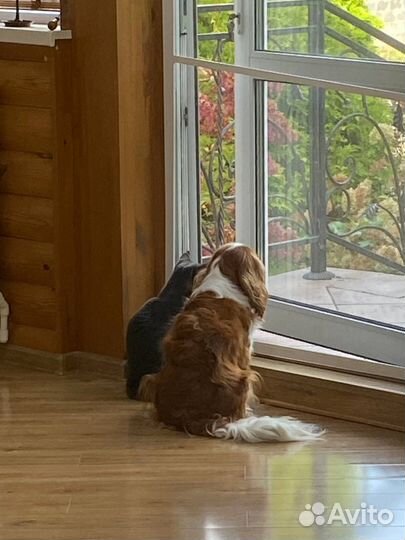 Передержка животных