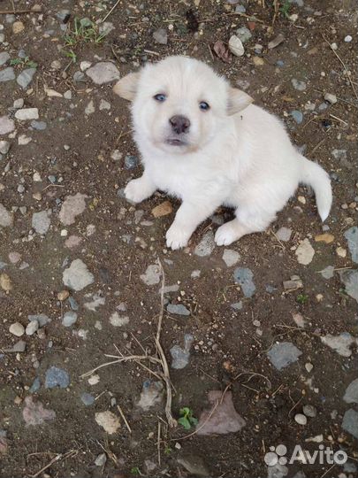 Спасти щенков