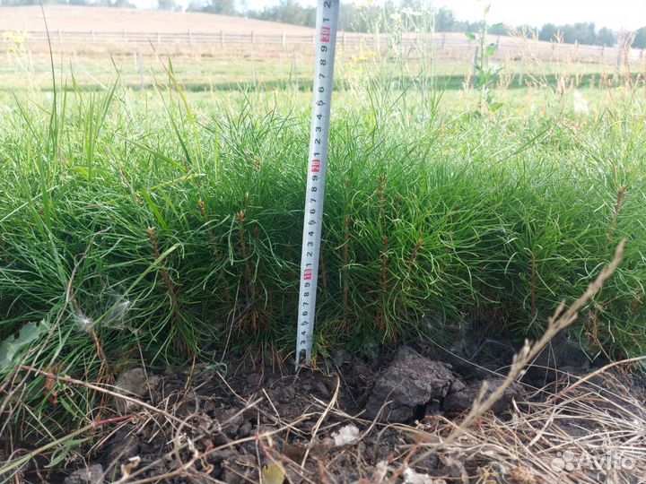 Сеянцы сосны зкс окс