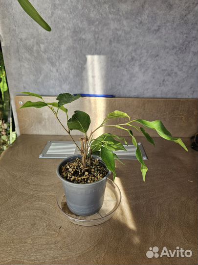 Замиокулькас, фикус, панданус, каланхое