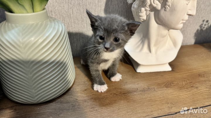 Котенок-девочка от домашней умной кошки