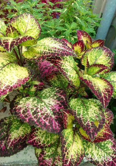 Колеусы традесканции