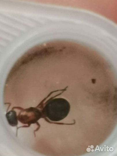 Formica sp матка