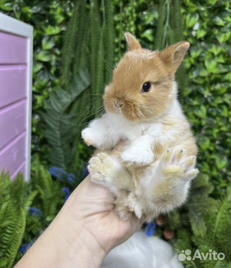 Мини кролики Царские