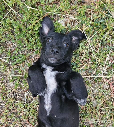 Щенки малыши ждут родителей