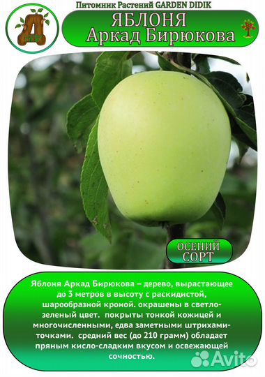 Саженцы Яблони осенние сорта зкс-6л