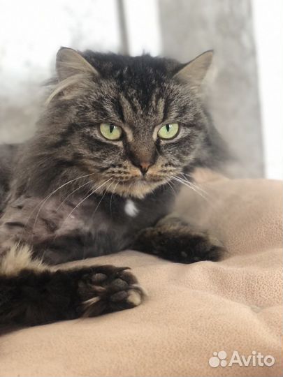 Мася - сибирская красавица ищет семью