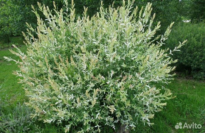 Ива кустовая