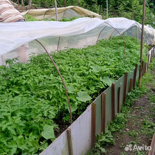 Рассада помидор