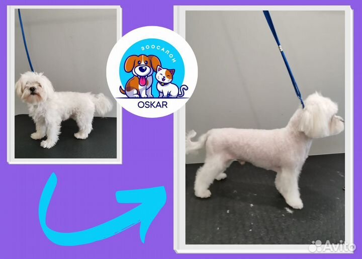 Груминг/стрижка/вычёсывание/купание кошек и собак