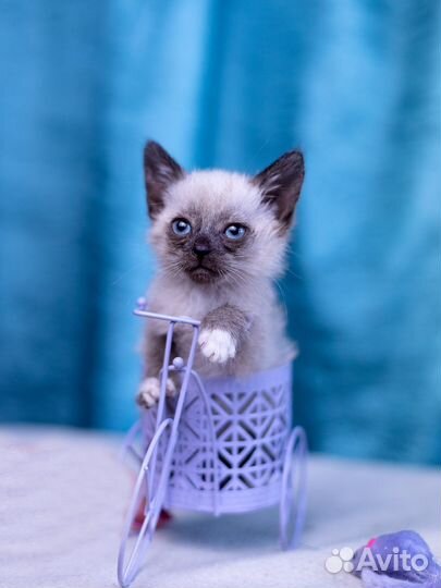 Сиамские котята