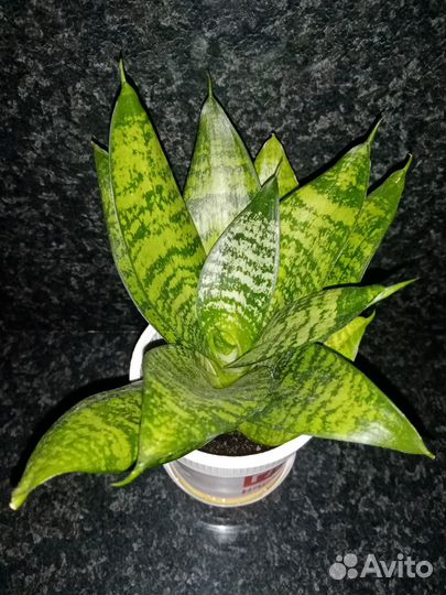 Сансевиерия Ханни Сильвер (sansevieria hahnii)