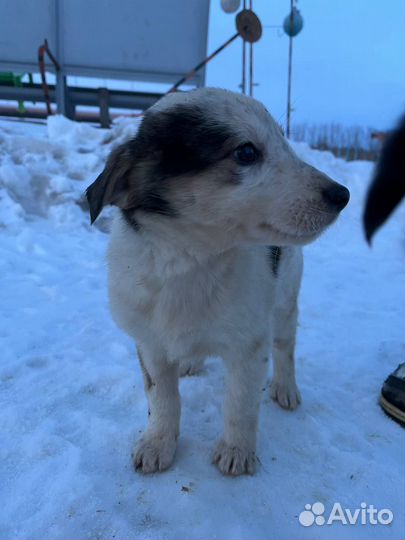 Щенки бесплатно