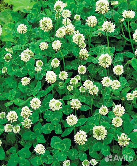 Семена, белый клевер Ривендел