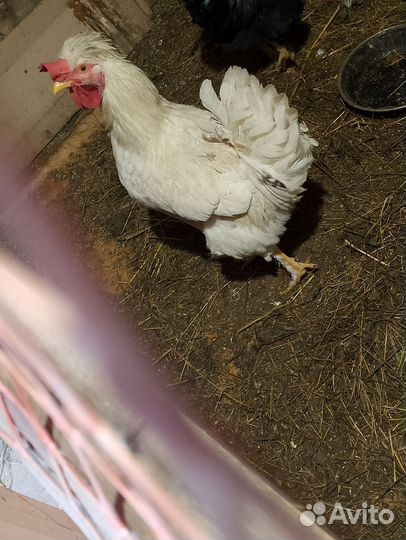 Петухи домашние